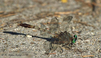 Arigomphus pallidus, male